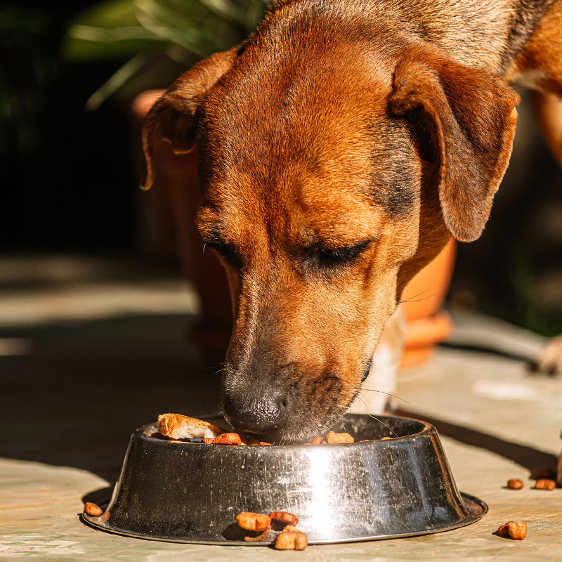 Pet food